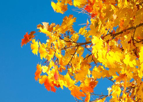 Autumn foliage against the sky 