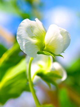 Pea plant with white blooms.