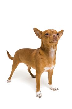 Tough Chihuahua isolated on a white background