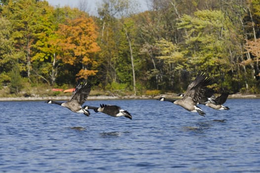 Four geese flying just above the water of a northern lake in autumn
