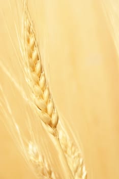 A closeup shot of some bearded wheat.