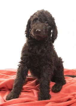 Alert brown labradoodle looking right into the camera sitting on a white background