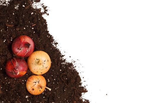 onions on the soil