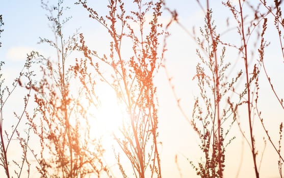 summer plants at sunset light 