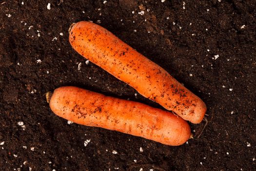 carrots on the soil