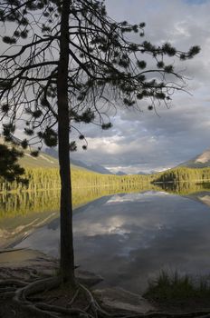 Pine tree silhouette in the foreground with sunset reflection on the lake