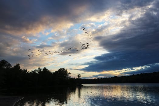 Geese looking to land at sunset on a northern lake