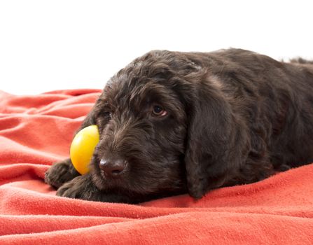 Closeup of brown labradoodle with selective focus on his face holding his favorite ball between his paws with white background in the top area of the image
