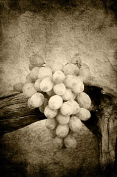 Grapes on driftwood in sepia grunge