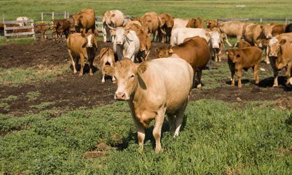 Selective focus on the cow in the foreground with many in the background