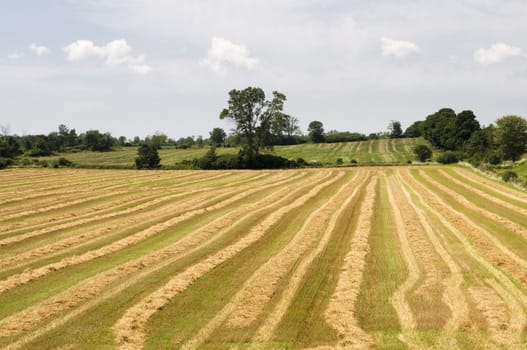 Horizontal image of rows of harvested crops