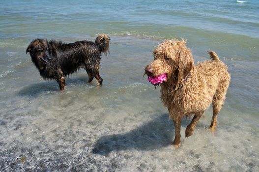 Two dogs playing catch at the lake