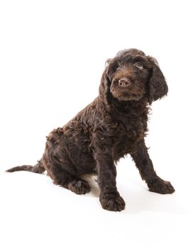 Brown labradoodle looking up with a white background