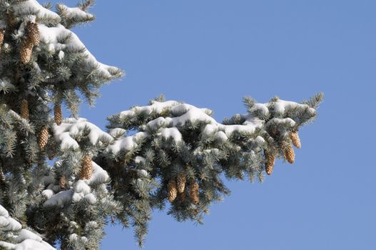 Pine branches with snow and blue sky in the background good for copy space.