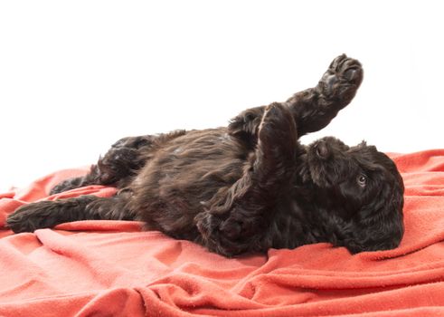 Selective focus on the face of a brown labradoodle on his back with movement with his paws