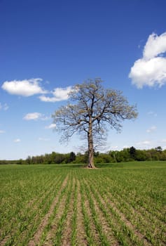Vertical image of Oak tree with spring buds in a corn field just sprouting
