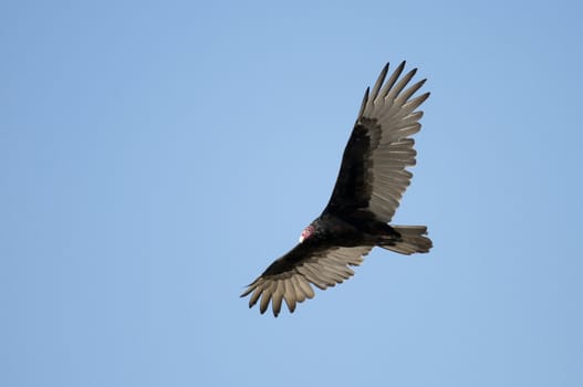 Large vulture soaring on a deep blue sky