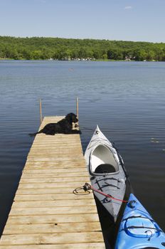 Labradoodle pup waiting for her ride in the kayak