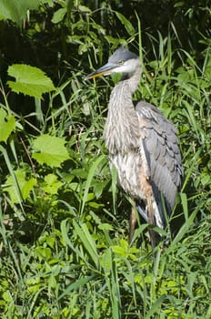 Blue Heron in the long grass along the river