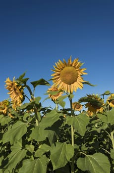 Selective focus on a foreground sunflower in a field of sunflowers with a large blue sky copy space area.
