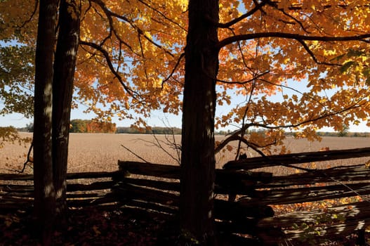Wooden farm fence and autumn colors on the maple trees with field in the background