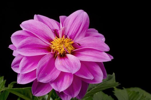 Selective Focus on a Dahlia pink blossom on a black background