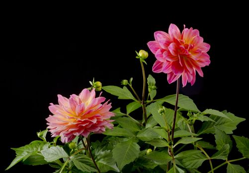 Multi color Dahlia blossom on a black background