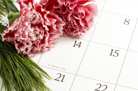 Two Pink Carnations on Valentine's Day on a calender