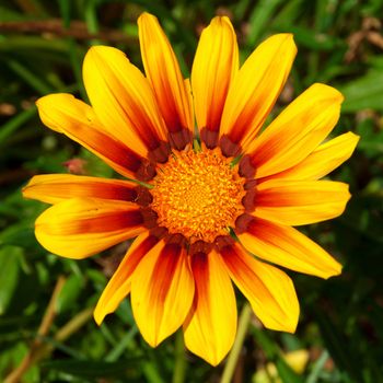 vibrant yellow gazania flower, native to Southern Africa