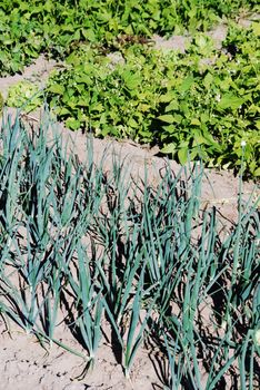 field cultivated with green onions, organic farming at the countryside