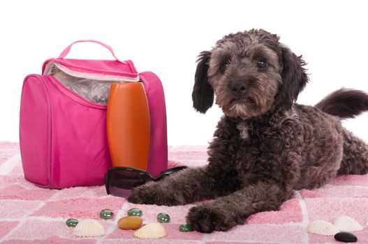 cute shipoo dog lying at the beach (studio setting with bag, sun lotion, pink towel and little pebbles) isolated on white background