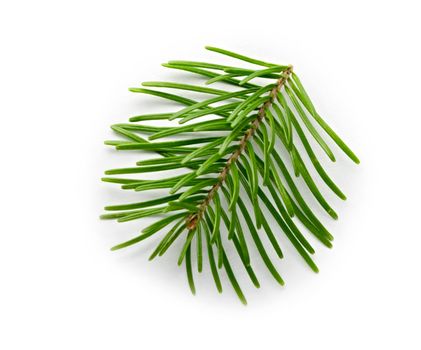 Fir tree branch isolated on white