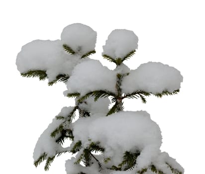 Two small Christmas tree in the snow isolated on white with clipping path
