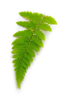 Fern isolated on white