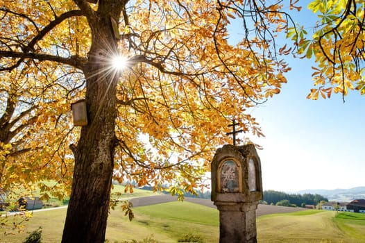 Colorful autumn tree with sun through the branches in upper austria