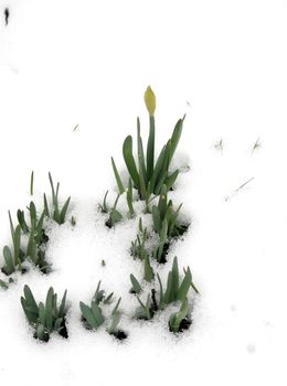 spring