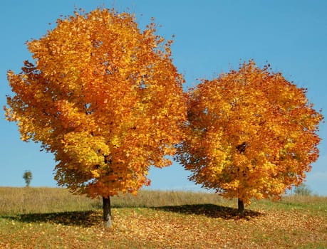 Two colorful Trees with blue sky in austria