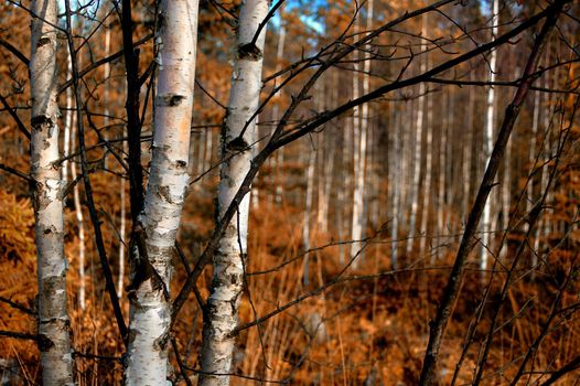 Birch trunks closeup, focus on the 3 trees in the foreground