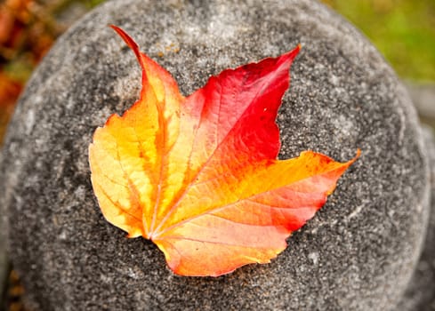 Wild Wine Leaf on a Stone in Autumn