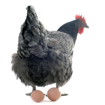 a gray chicken and her eggs in front of white background, focus on her back