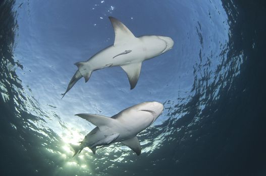 The view from below of two lemon sharks swimming along the surface, Bahamas