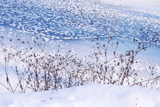 Winter scene. Coastal dried plants on the background of frozen river