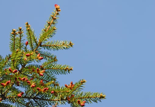 Fir branch over blue sky