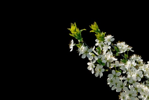 Blossoming cherry branch isolated on black background