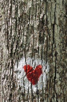 Love heart painted on the bark of a tree
