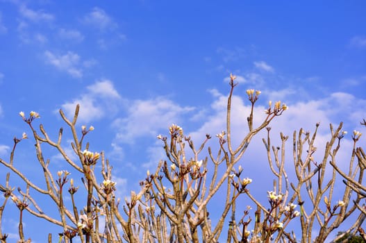 Frangipani tree (Plumeria) against a blue sky in Thailand