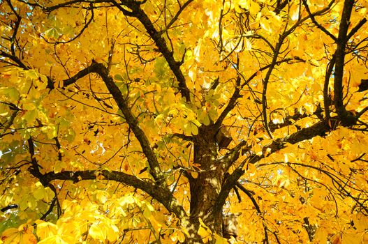 Autumn tree branches above with orange colors