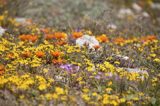 Colorful flower growing in a field, South Africa