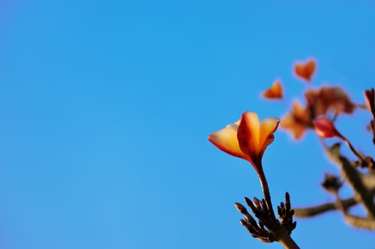 The Pink Plumeria flower and Sky