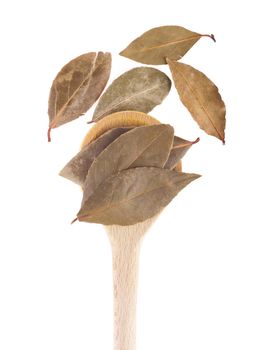 bay leaves spice on a wooden spoon, isolated on white background